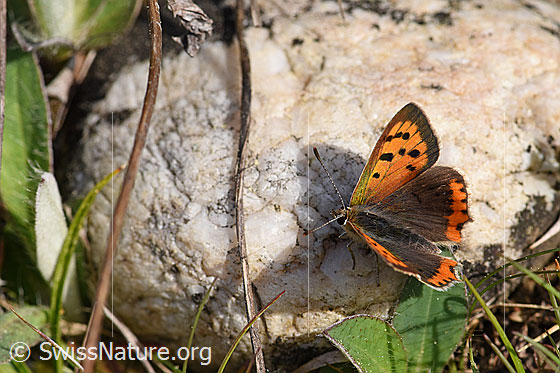 Foto: Kleiner Feuerfalter, Flügel geöffnet, Ansicht von oben