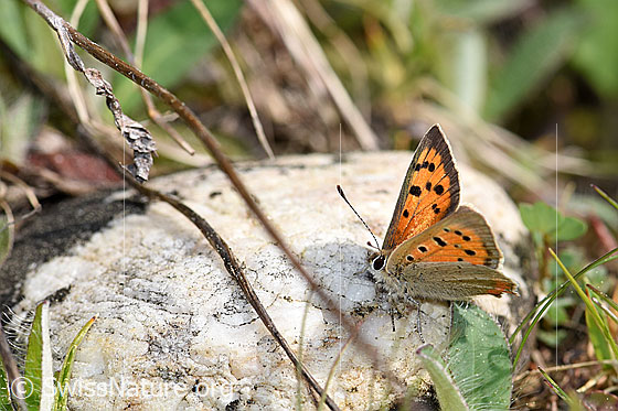 Foto: Kleiner Feuerfalter (Lycaena phlaeas). Flügel halb geöffnet. Ansicht von der Seite.