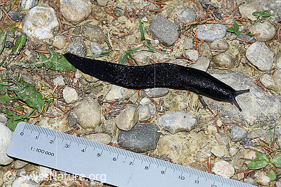 Foto: Wahrscheinlich Schwarzer Schnegel (Limax cinereoniger). Wanderweg im Übergang Wald zu Alpweide. Länge ca. 10cm.