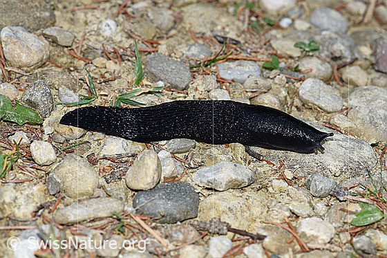 Photo: Probably Limax cinereonige. Hiking trail in transition forest to alpine pasture.