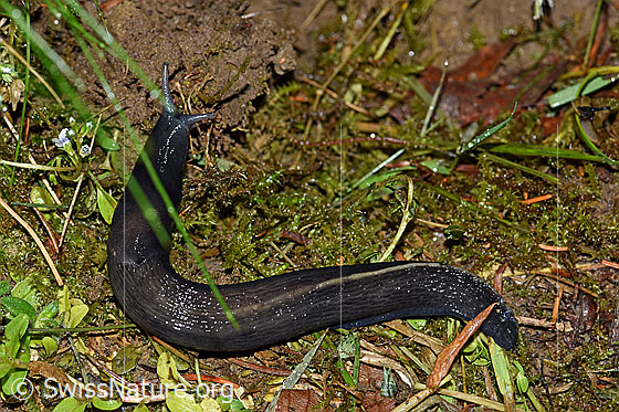Foto: Schwarzer Schnegel (Limax cinereoniger)
Umgebung: Rand eines Feldweges. 690m ü.M.
Lat.: Limax cinereoniger
Familie: Limacidae (Schnegel)