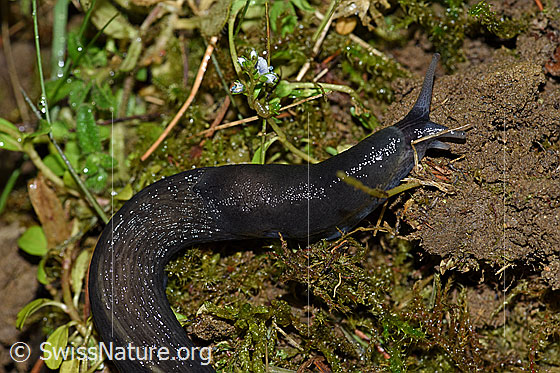 Foto: Schwarzer Schnegel (Limax cinereoniger)
Umgebung: Rand eines Feldweges. 690m ü.M.
Lat.: Limax cinereoniger
Familie: Limacidae (Schnegel)