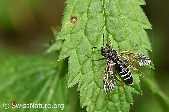 Foto: Blattwespe (Tenthredo koehleri). Weibchen