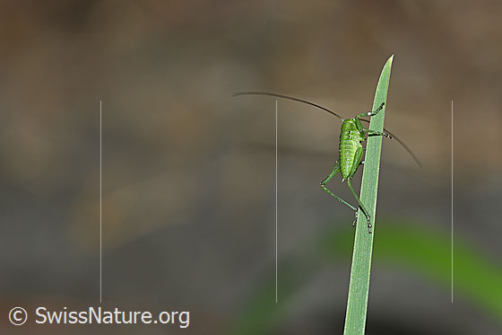 Photo: Tettigonia viridissima in the nymph stage. Body length adult approx. 10-17mm.