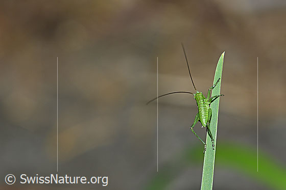 Photo: Tettigonia viridissima in the nymph stage. Body length adult approx. 10-17mm.