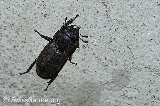 Balkenschröter (Dorcus parallelipipedus)