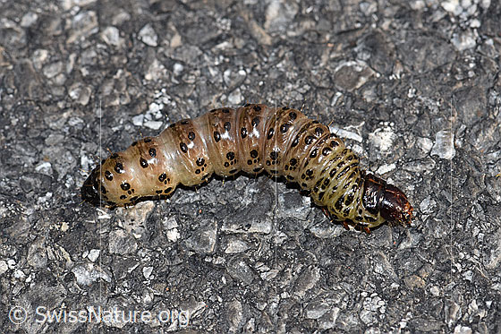 Foto: Raupe der weisslichgelben Grasbüscheleule (Apamea lithoxylaea).