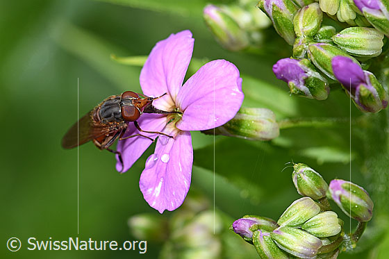 Gemeine Schnauzenschwebfliege (Rhingia campestris) an Gemeine Nachtviole (Hesperis matronalis)