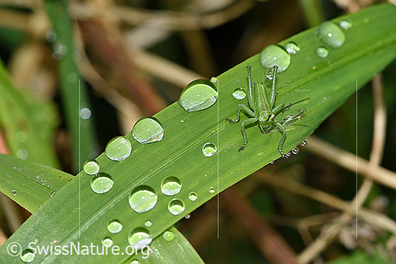 Photo: Tettigonia viridissima. Small grasshopper and water drop on blade of grass. Length 5 - 8mm (1st nymphal stage).