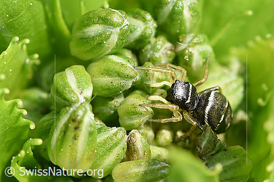 Foto: Wahrscheinlich Heliophanus cupreus, Weibchen.
Körperlänge: 4-6mm.
Die Springspinne lauert auf den Blütenknospen einer Gemeinen Nachtviole (Hesperis matronalis).