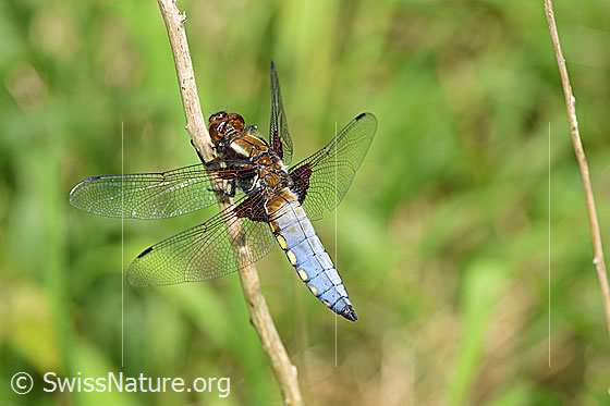 Foto: Plattbauch (Libelle), Männchen.
Spannweite 65-75mm.