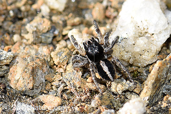 Foto: V-Fleck-Springspinne. Männchen. Ansicht von seitlich oben.
Körperlänge 4 - 5mm.