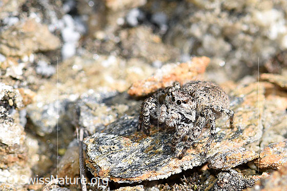 Foto: V-Fleck-Springspinne, Weibchen. Ansicht von schräg vorne/oben.
Körperlänge 5 - 7mm.