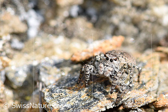 Foto: V-Fleck-Springspinne (Aelurillus v-insignitus). Weibchen. Ansicht von vorne.
Körperlänge 5 - 7mm.