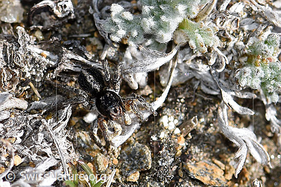 Foto: V-Fleck-Springspinne, Männchen. Ansicht von oben.
Körperlänge 4-5mm.