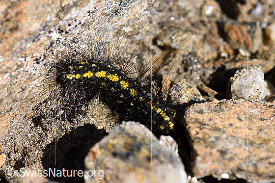 Photo: Probably caterpillar of the Setina aurita.