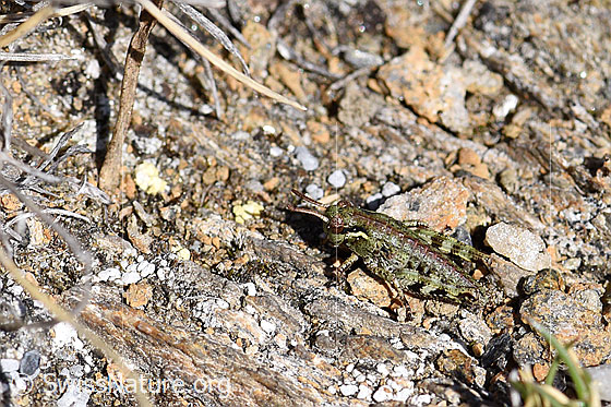 Photo: Nordic mountain grasshopper (Bohemanella frigida), larva.