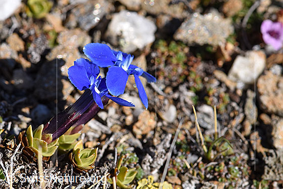 Photo: Gentiana schleicheri. Blooming.