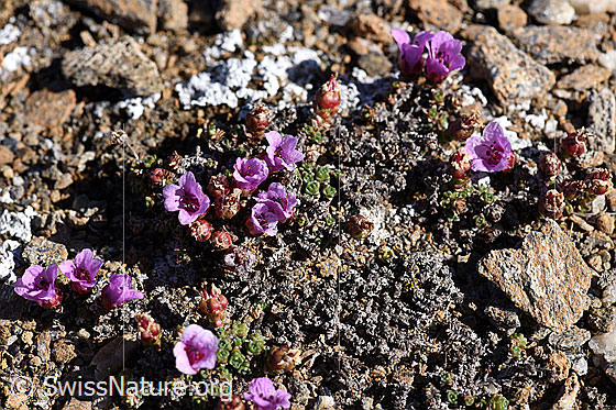 Foto: Gegenblättriger Steinbrech (Saxifraga oppositifolia). Blühend.