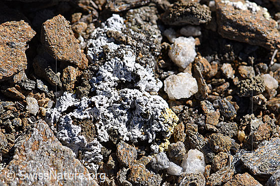 Photo: Lichen