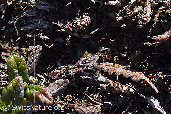 Foto: Kleinschmetterling.
Umgebung: Alpiner Rasen über Bündner Schiefer, ca. 2440m ü.M.