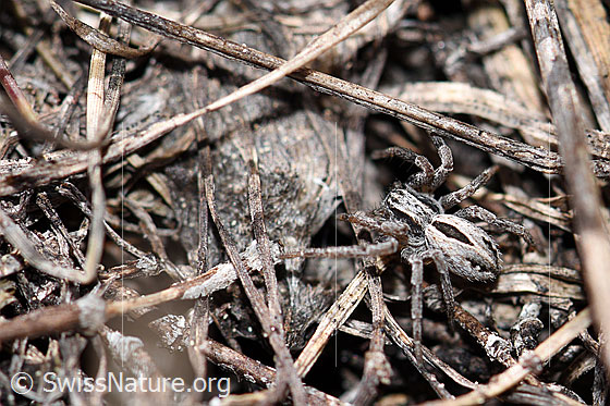 Thanatus coloradensis (= T. alpinus, Laufspinne)