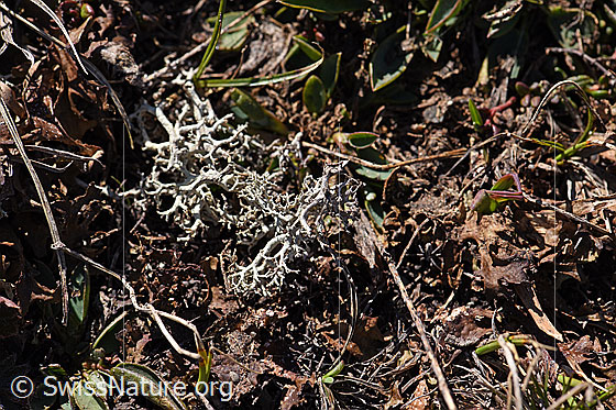 Foto: Unbekannte Flechte