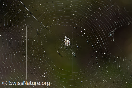 Foto: Spinne im Netz.
Körperlänge ca. 4mm.
Umgebung: Lichter Lärchenwald an der Waldgrenze. 2070m ü.M.