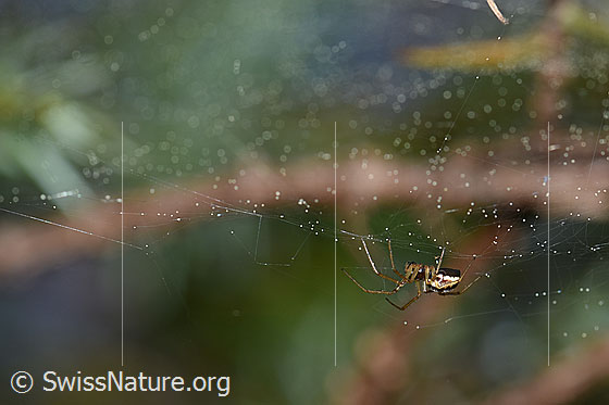 Foto: Spinne im Netz.
Körperlänge: ca. 5mm.
Umgebung: Lichter Lärchenwald an der Waldgrenze. 2070m ü.M.