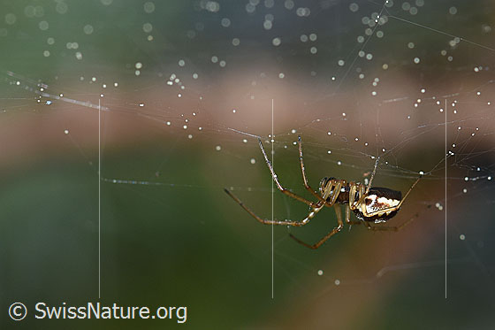 Foto: Spinne im Netz.
Körperlänge: ca. 5mm.
Umgebung: Lichter Lärchenwald an der Waldgrenze. 2070m ü.M.