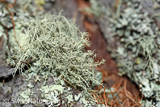 Foto: Flechte auf Lärchenstamm.
Umgebung: Lichter Lärchenwald an der Waldgrenze. 2070m ü.M.