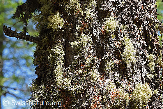 Foto: Flechten am Stamm einer Lärche
Umgebung: Lichter Lärchenwald an der Waldgrenze. 2070m ü.M.