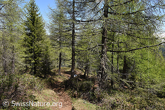 Foto: Lichter Lärchenwald
Umgebung: Lichter Lärchenwald an der Waldgrenze. 2070m ü.M.