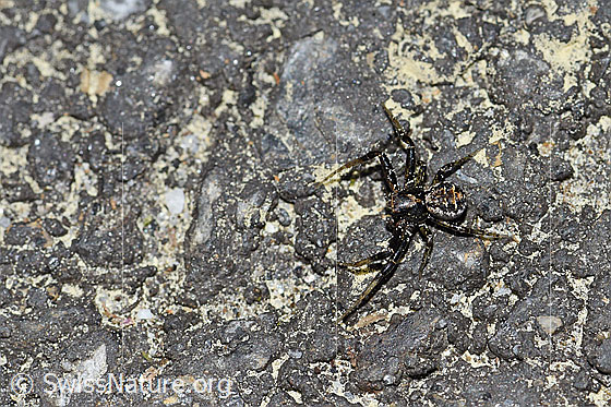 Foto: Krabbenspinne. 
Körperlänge: Ca. 4mm
Umgebung: Fahrstrasse neben Wildblumenwiesen. 1530m ü.M.