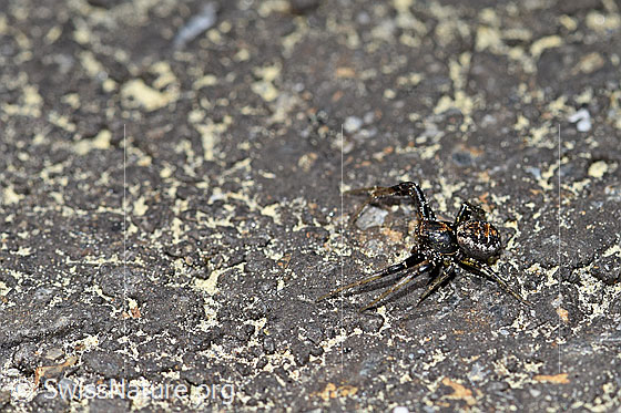 Foto: Krabbenspinne. 
Körperlänge: Ca. 4mm
Umgebung: Fahrstrasse neben Wildblumenwiesen. 1530m ü.M.