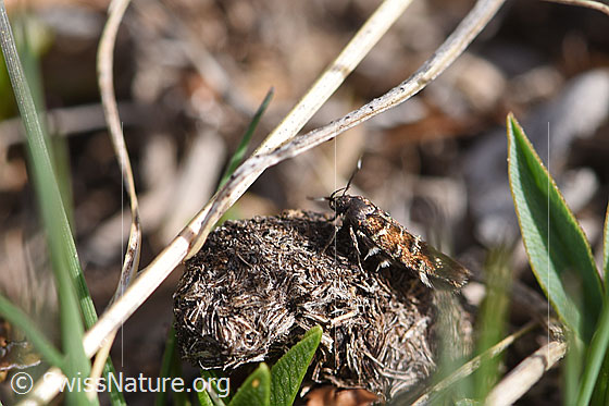 Foto: Wahrscheinlich Aristotelia heliacella