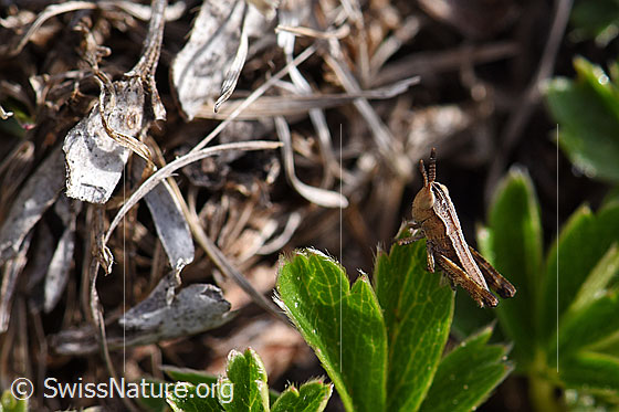 Photo: Gomphocerus sibiricus. Nymph stage 1. View from the side.