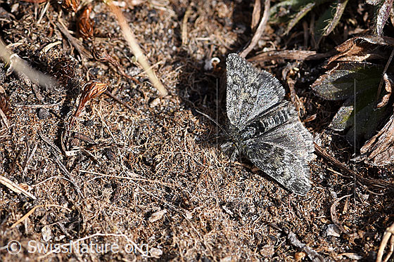 Photo: Small butterfly.
