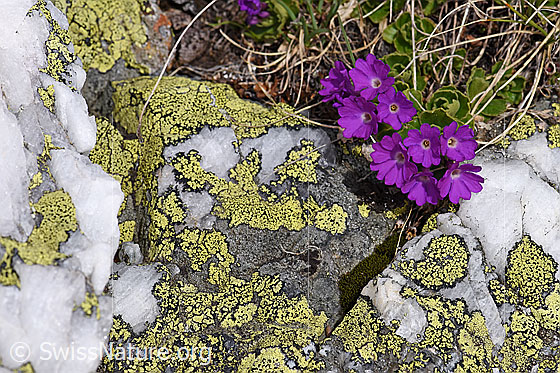 Foto: Rote Felsen-Primel (Primula hirsuta) neben Flechten.
Umgebung: Alpiner Rasen über Bündner Schiefer, ca. 2450m ü.M.
Lat.: Primula hirsuta
Familie: Primulaceae (Schlüsselblumengewächse)
