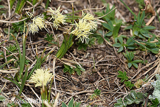 Photo: Probably Carex caryophyllea. Whole plant (habiti).