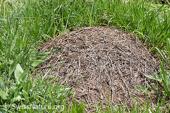 Foto: Ameisenhaufen, welcher mit auffällig grossen Stäbchen gebaut wurde.
Umgebung: Seit Jahren nicht mehr genutzte, steile Alpweide, ca. 1780m ü.M.