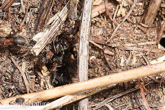 Foto: Ameisen
Umgebung: Seit Jahren nicht mehr genutzte, steile Alpweide, ca. 1780m ü.M.