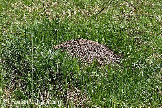 Foto: Ameisenhaufen, welcher mit auffällig grossen Stäbchen gebaut wurde.
Umgebung: Seit Jahren nicht mehr genutzte, steile Alpweide, ca. 1780m ü.M.