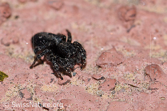 Sitticus pubescens, Weibchen