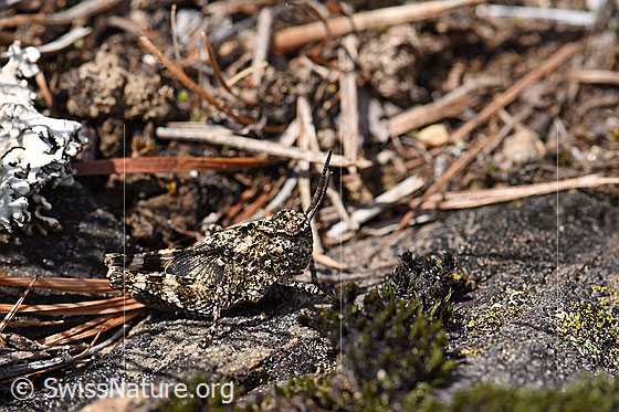 Foto: Blauflügelige Ödlandschrecke (Oedipoda caerulescens) vertraut auf ihre perfekte Tarnung. Larve.