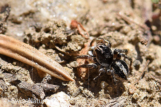 V-Fleck-Springspinne (Aelurillus v-insignitus)