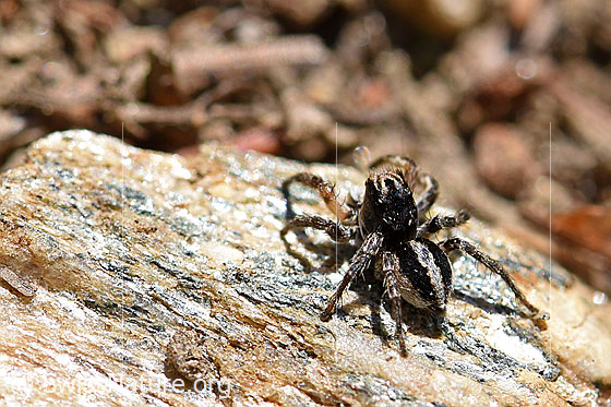 Foto: V-Fleck-Springspinne (Aelurillus v-insignitus). Männchen. Ansicht von schräg hinten/oben.
Körperlänge: 4 - 5mm.