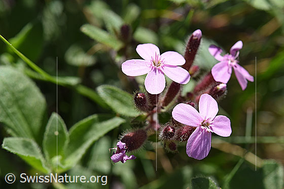 Foto: Rotes Seifenkraut (Saponaria ocymoides). Blüten.