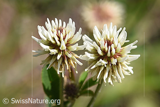 Foto: Berg-Klee (Trifolium montanum). Blüten.