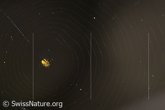 Foto: Sehr kleine Spinne im Netz.